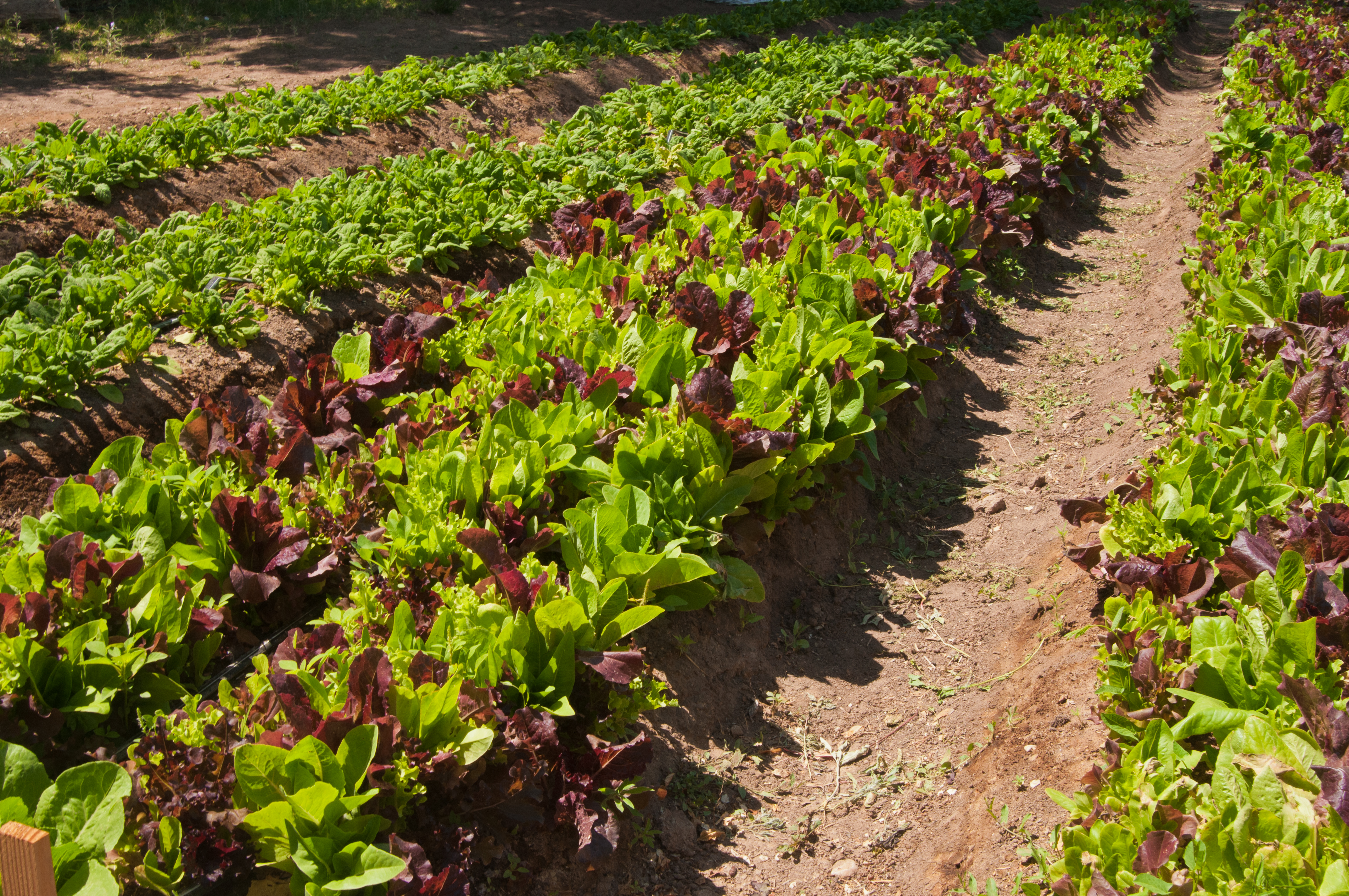 A picture of a local farm